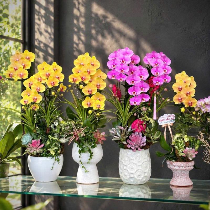 CHẬU LAN HỒ ĐIỆP THIẾT KẾ