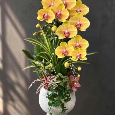 CHẬU LAN HỒ ĐIỆP VÀNG 1 CÀNH