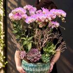 CHẬU LAN TIỂU HỒ ĐIỆP 8 CÀNH