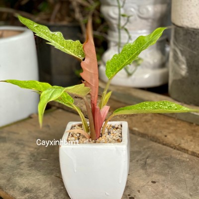 Philodendron caramel(Trầu bà cung đàn vàng)