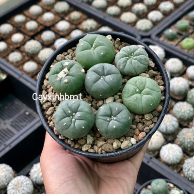 Xương rồng Lophophora