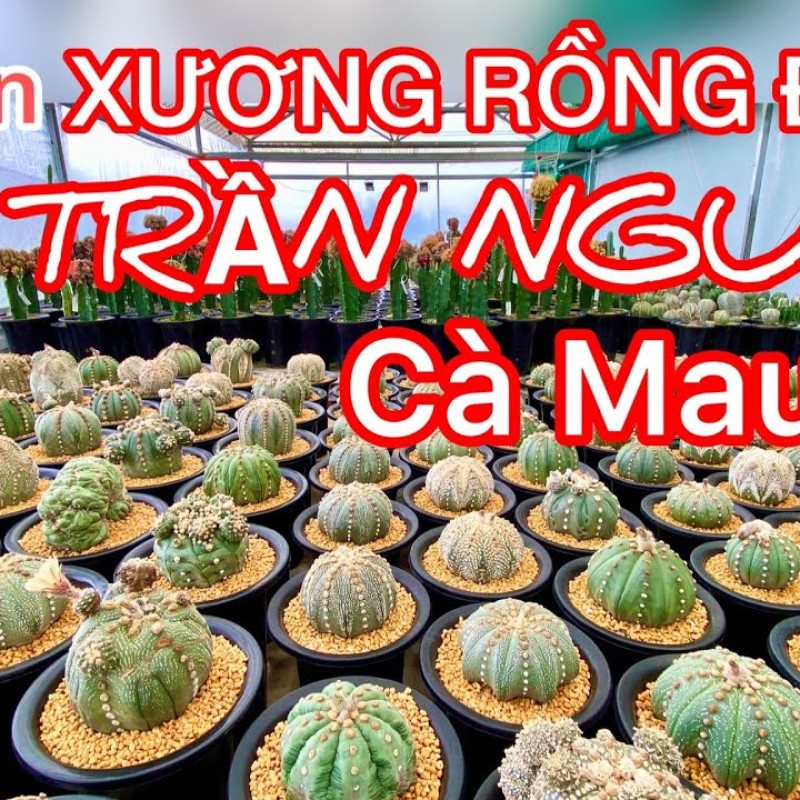 Tham quan vườn Xương Rồng anh Trần Nguyễn tại Cà Mau