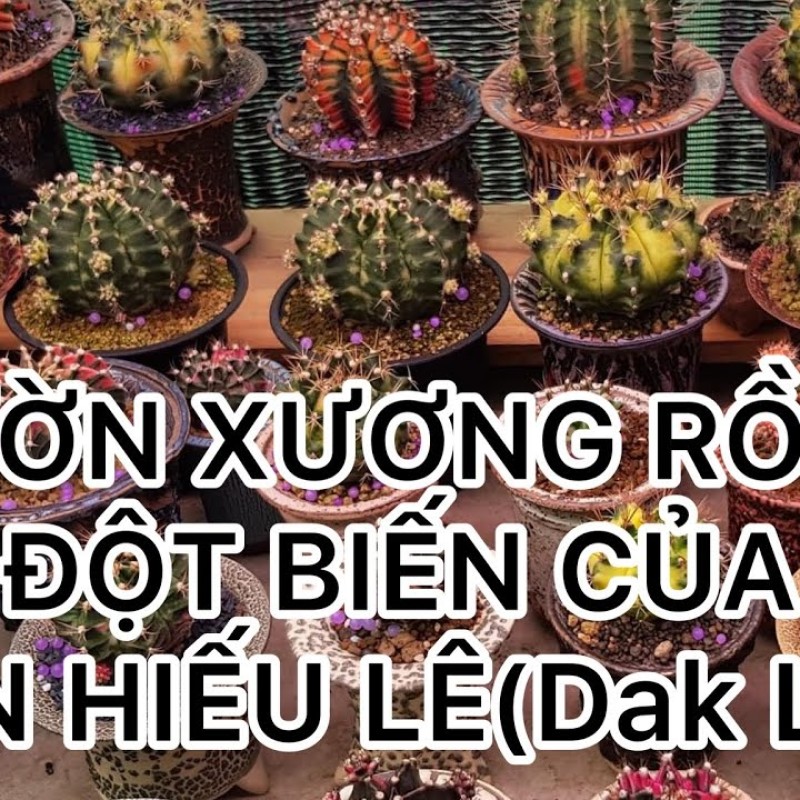 Tham quan vườn xương rồng đột biến siêu vip Hiếu Lê Đắk Lắk