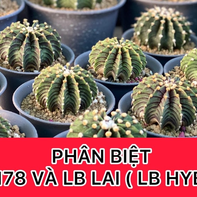 Cách phân biệt cơ bản xương rồng Lb2178 thuần và Lb Lai ( Hybrid)