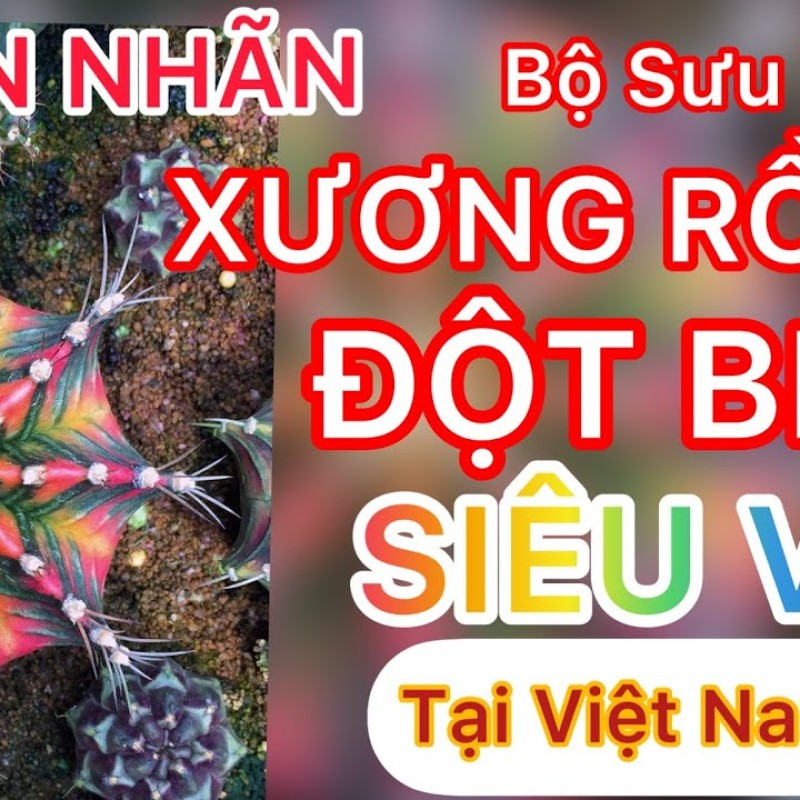 Bộ sưu tập Xương Rồng Đột Biến, đẹp, độc, lạ tại Việt Nam