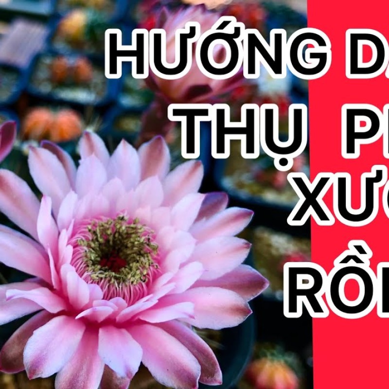 Cách thụ phấn cơ bản cho xương rồng