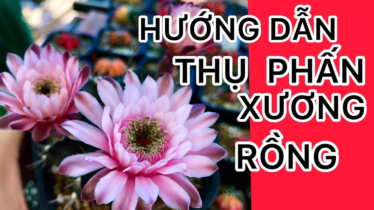 Cách thụ phấn cơ bản cho xương rồng