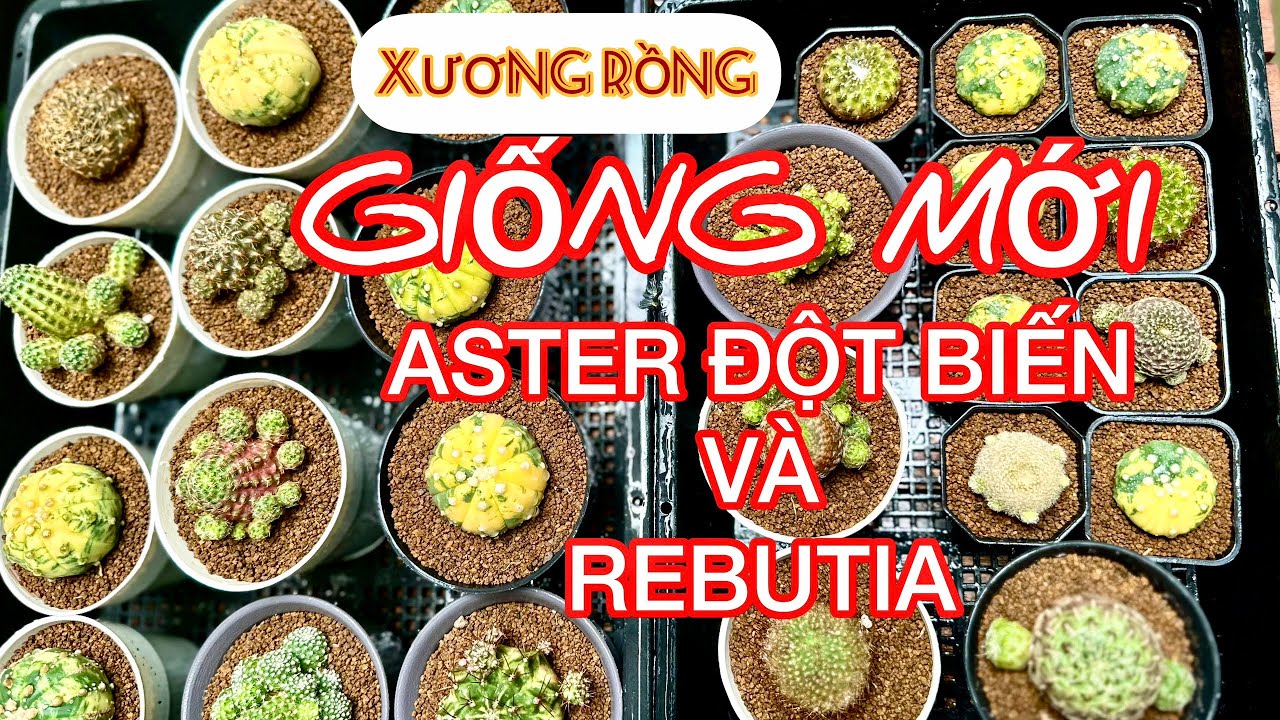 Xương rồng Aster đột biến và Rebutia nhiều màu hoa xịn xò