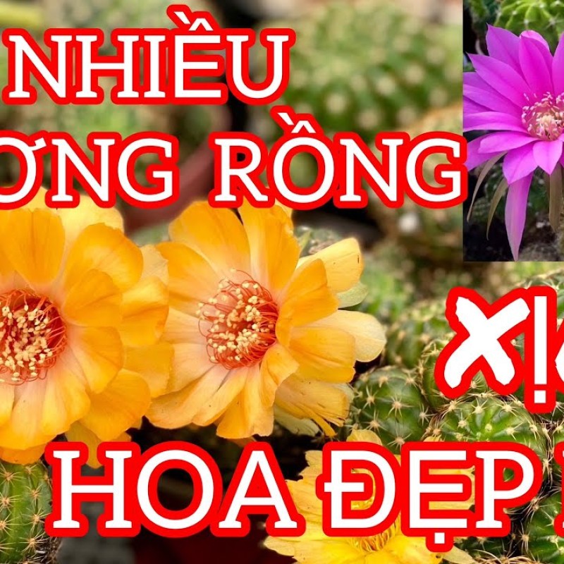 Nhiều loại xương rồng xịn đáng sưu tầm