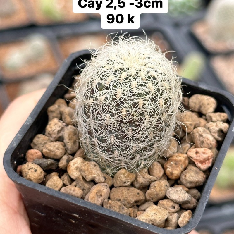 Xương rồng Rebutia Thái Lan