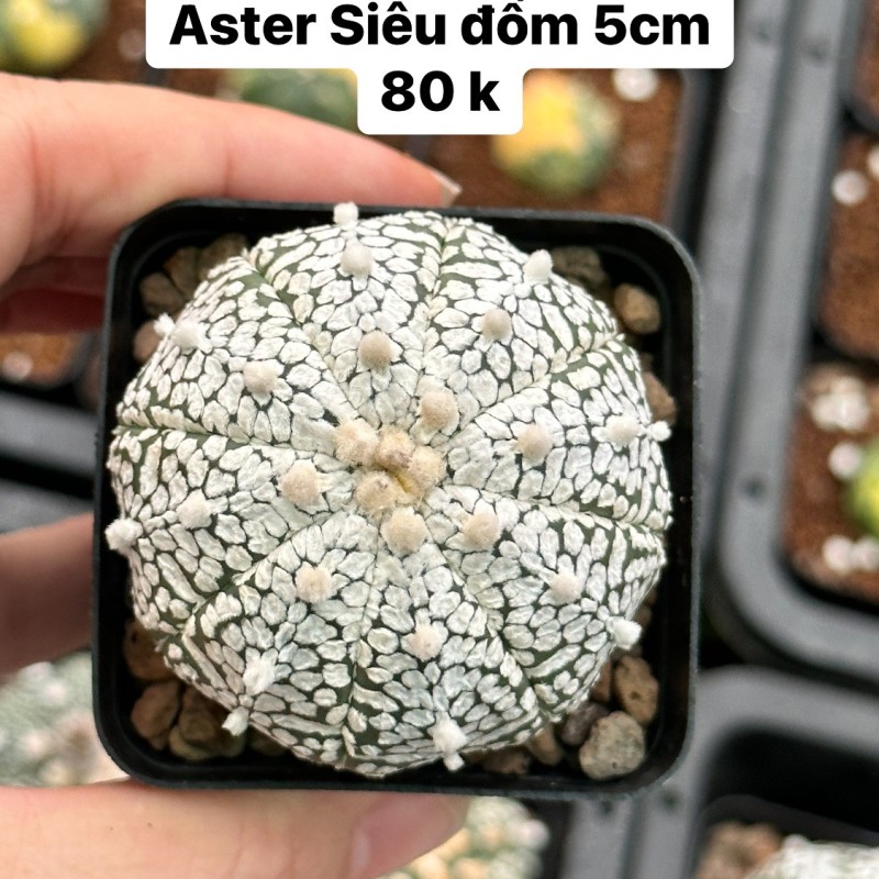 Xương rồng aster siêu đốm