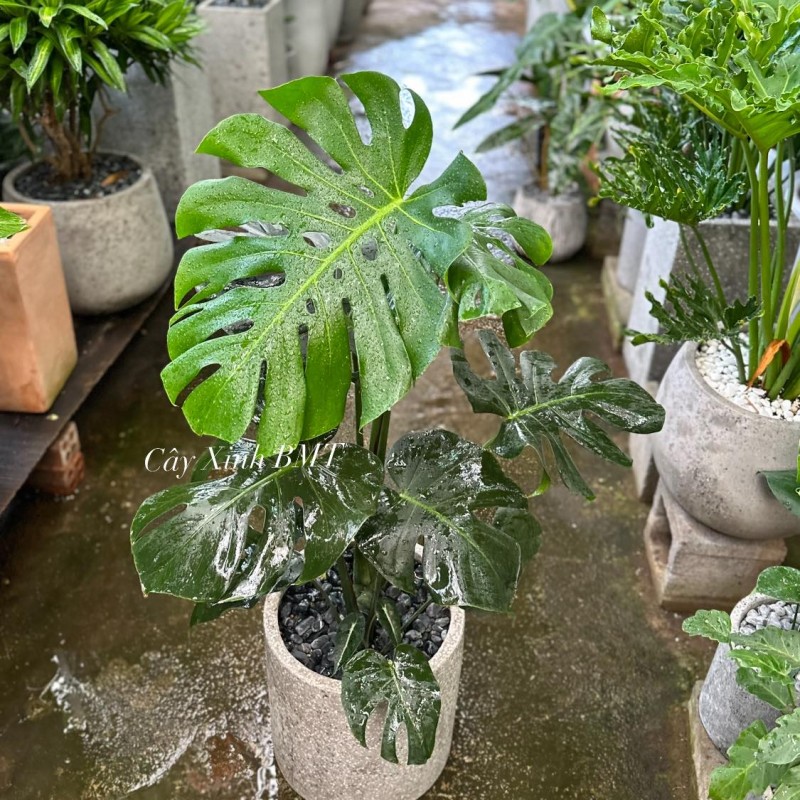 Trầu bà lá xẻ MONSTERA chậu trụ