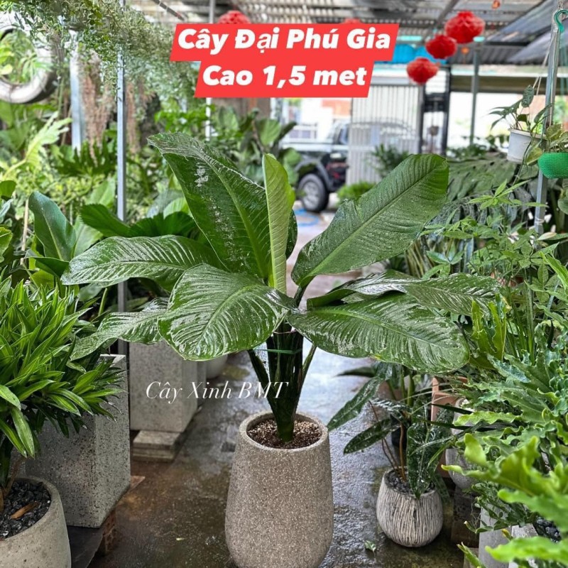 Đại phú gia chậu lu đá