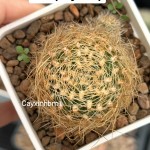 Xương rồng Rebutia hoa cam vàng