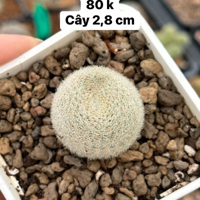 Xương rồng Rebutia Thái Lan