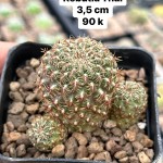 Xương rồng Rebutia Thái Lan