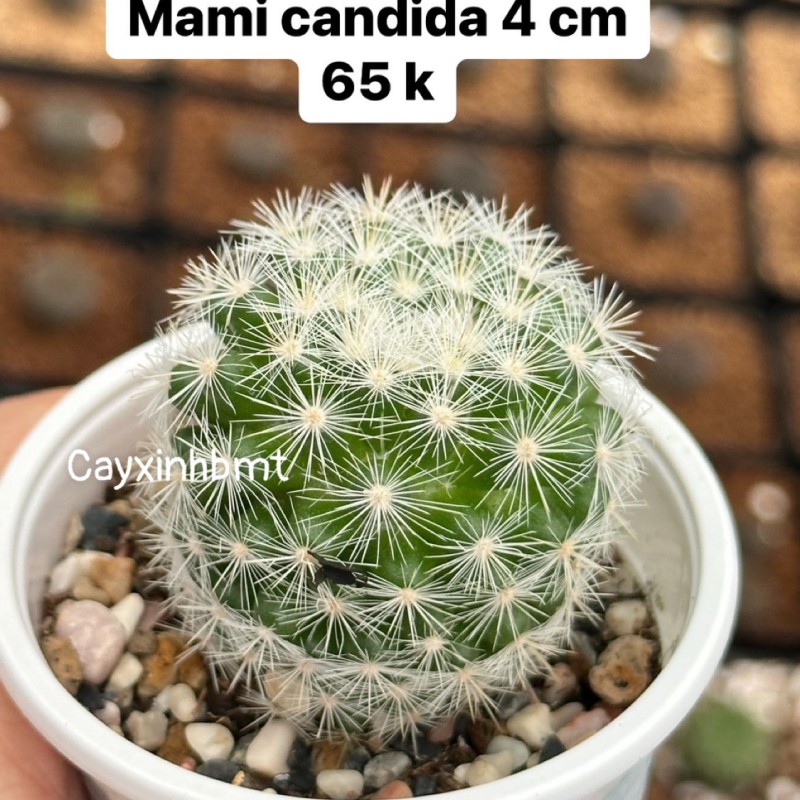 xương rồng Mammi Candida