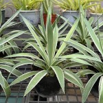 Xương rồng dứa Agave 18cm