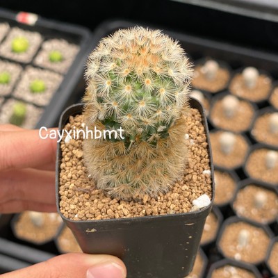 Xương rồng Mammi Phật(mammillaria buddha)