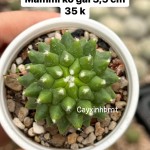 Xương rồng Mammi không gai