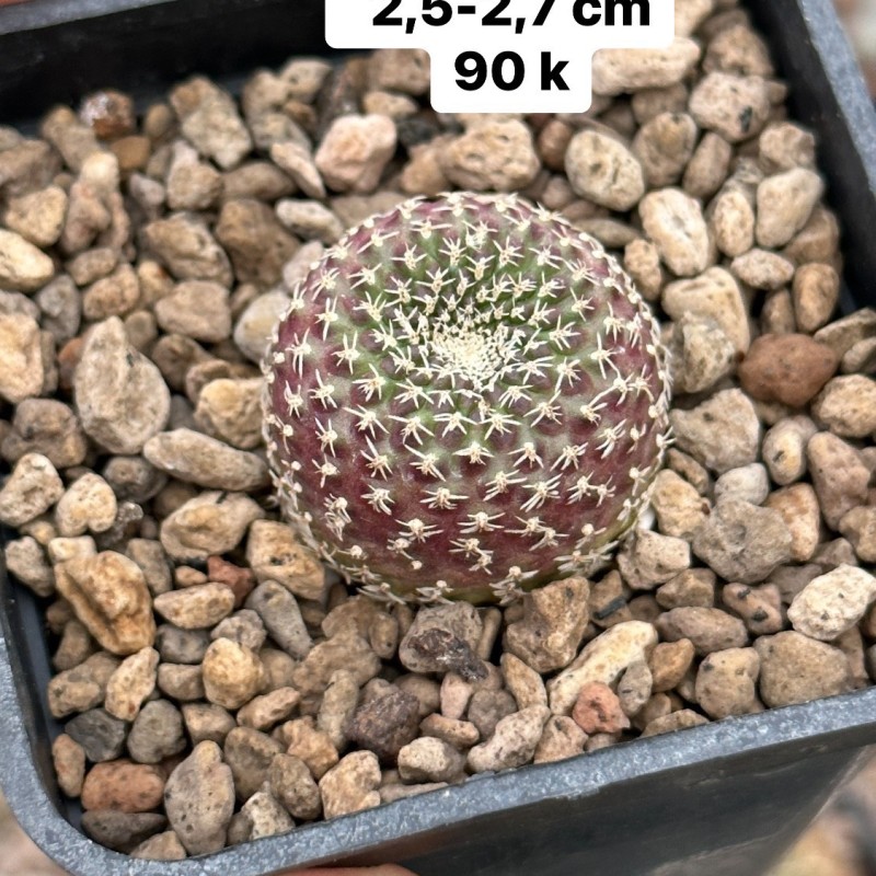 Xương rồng Rebutia Thái Lan