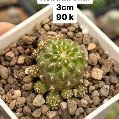 Xương rồng Rebutia Thái Lan